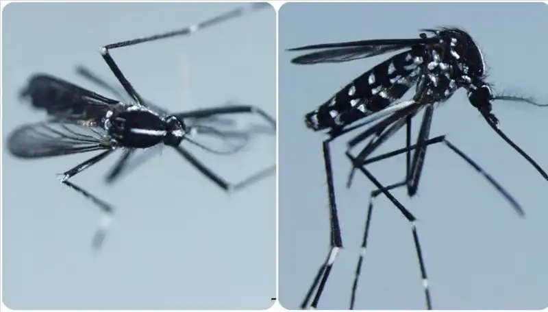 Chikungunya Virüsü: Nerelerde Görülüyor ve Belirtileri Neler?