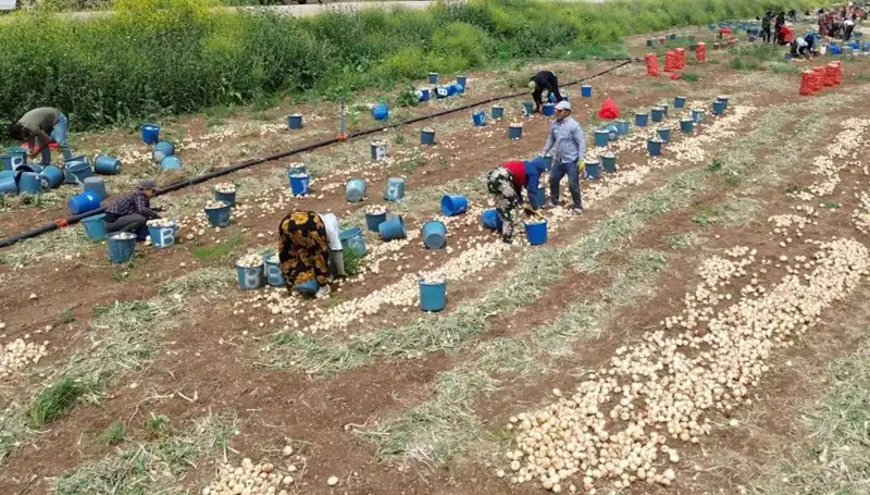 Soğan Hasadı Başladı: Fiyatlar Düşüşe Geçti, Pazar Etkileniyor!
