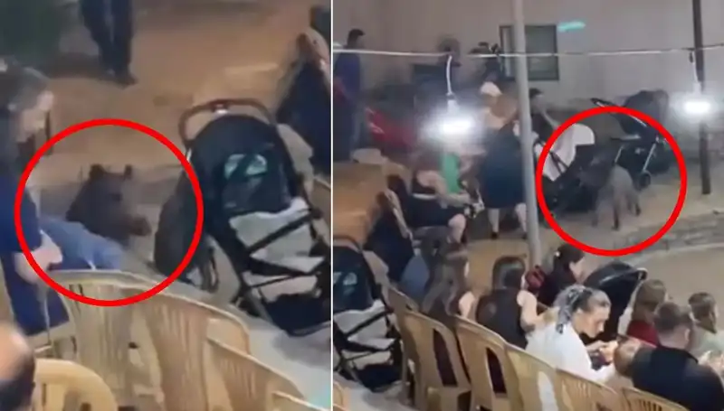 Düğün Günü Şok: Yaban Domuzu Tüm Davetlileri Korkuttu